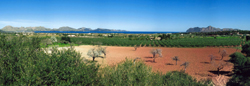 OLI SOLIVELLAS - Isole Baleari - Prodotti agroalimentari, denominazione d'origine e gastronomia delle Isole Baleari